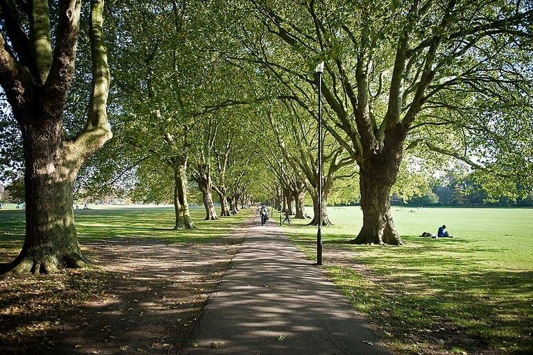 Lush tree-lined walking path in Cambridge park with people cycling and relaxing.